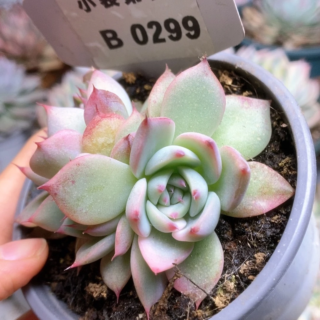 B299锦锦锦锦锦锦锦