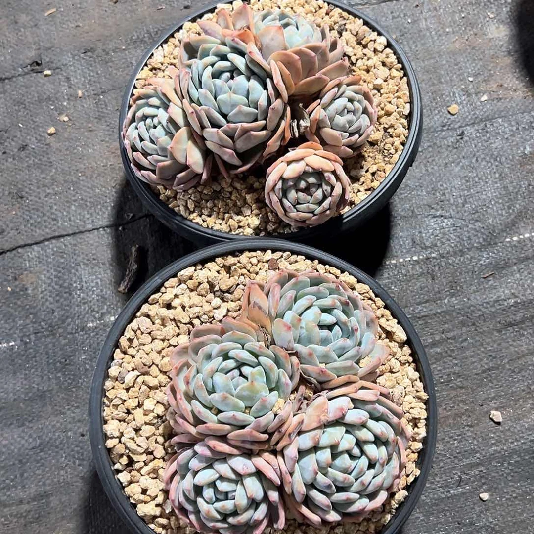 福***墨多肉植物一物一拍