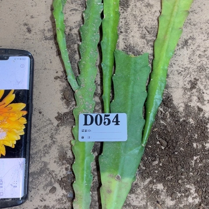 当前无花栽培后可以开花054