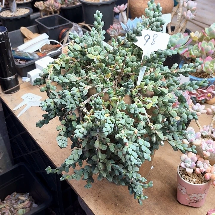 多肉植物，鹿角海棠98号