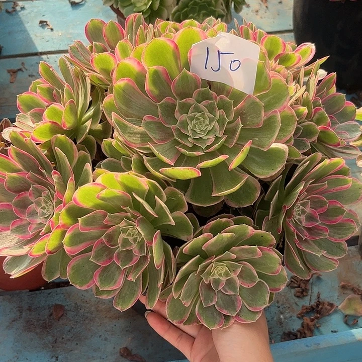 150孔雀翎朵朵福利不包断枝