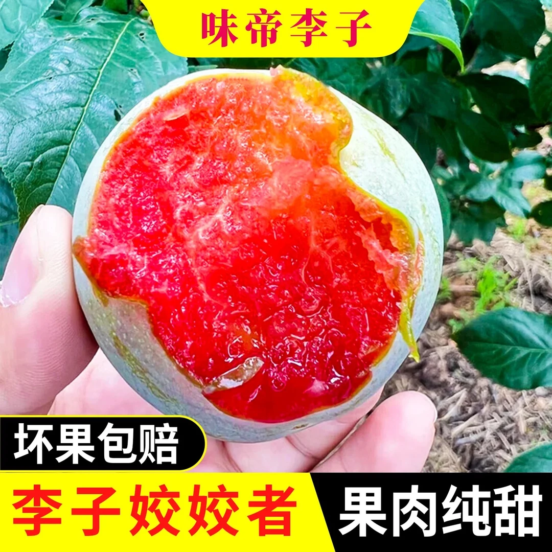 【顺丰包邮】味帝李子帝王李恐龙蛋应季甜水果青皮红心新鲜现摘现发陕西省
