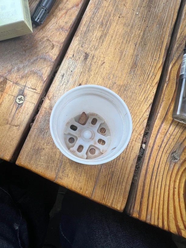 篆零水泡多肉植物