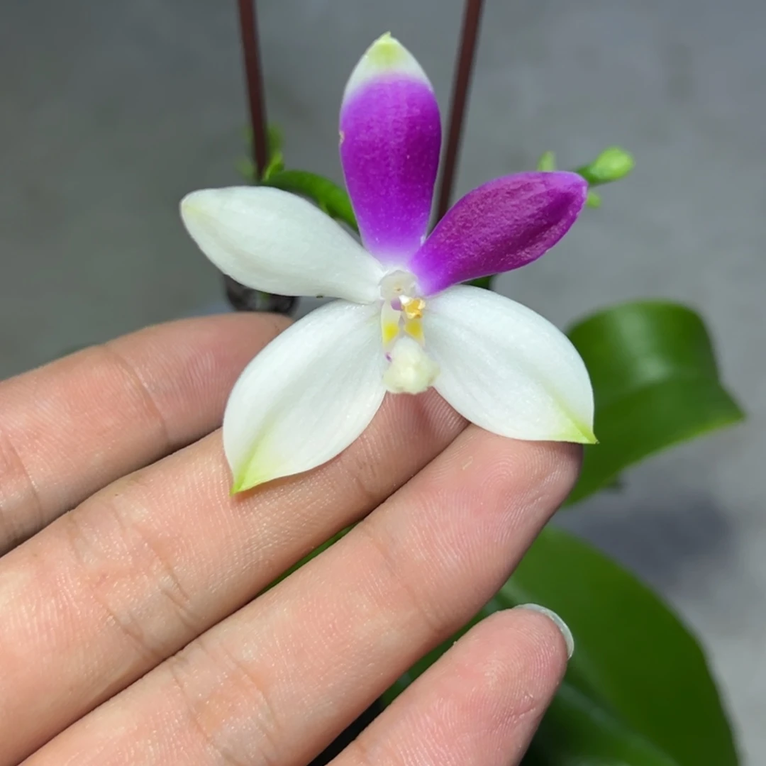 完全开放l185三寸ys1215