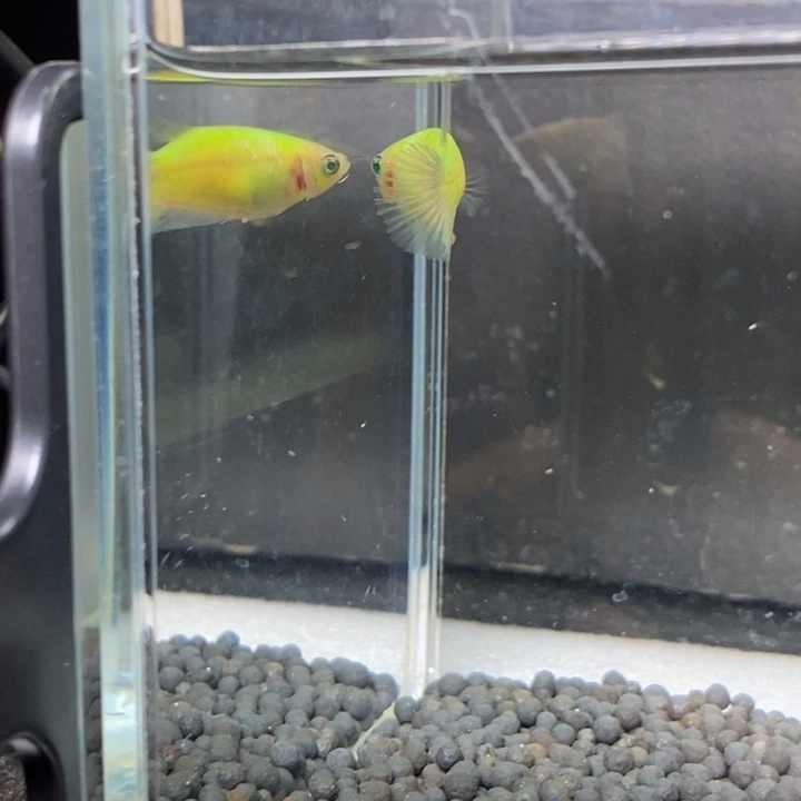 斗鱼泰国斗鱼143号