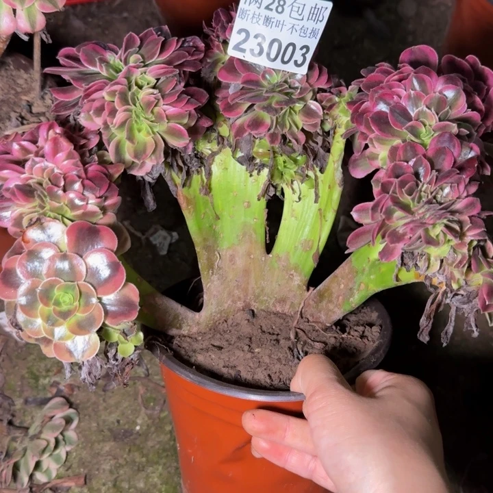 23003美杜莎缀多肉植物