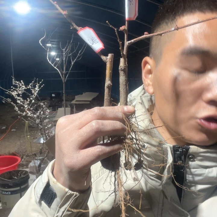 原生越之辉海棠花一颗