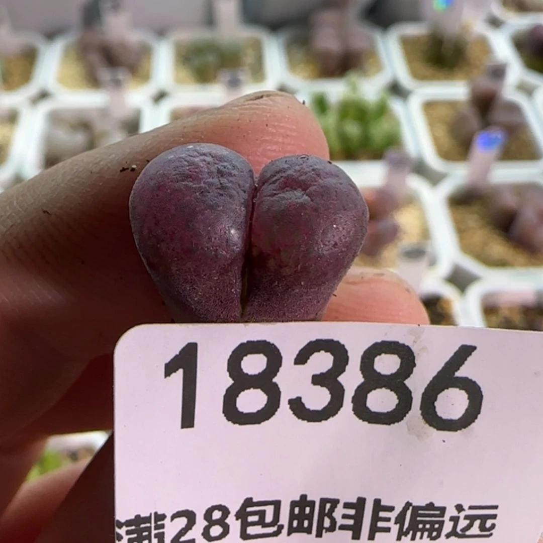 【闪购商品】?****^18386 补差预存盒子剩