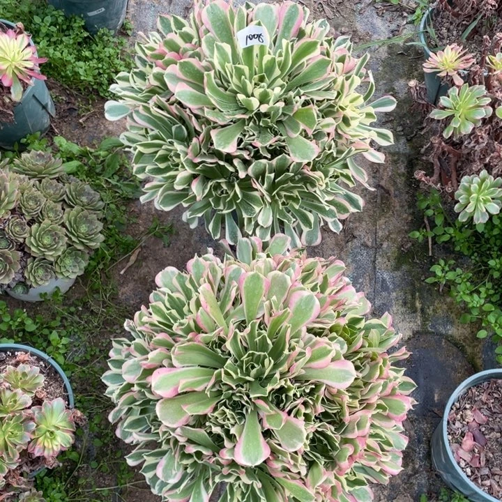 法师植物白凤1008