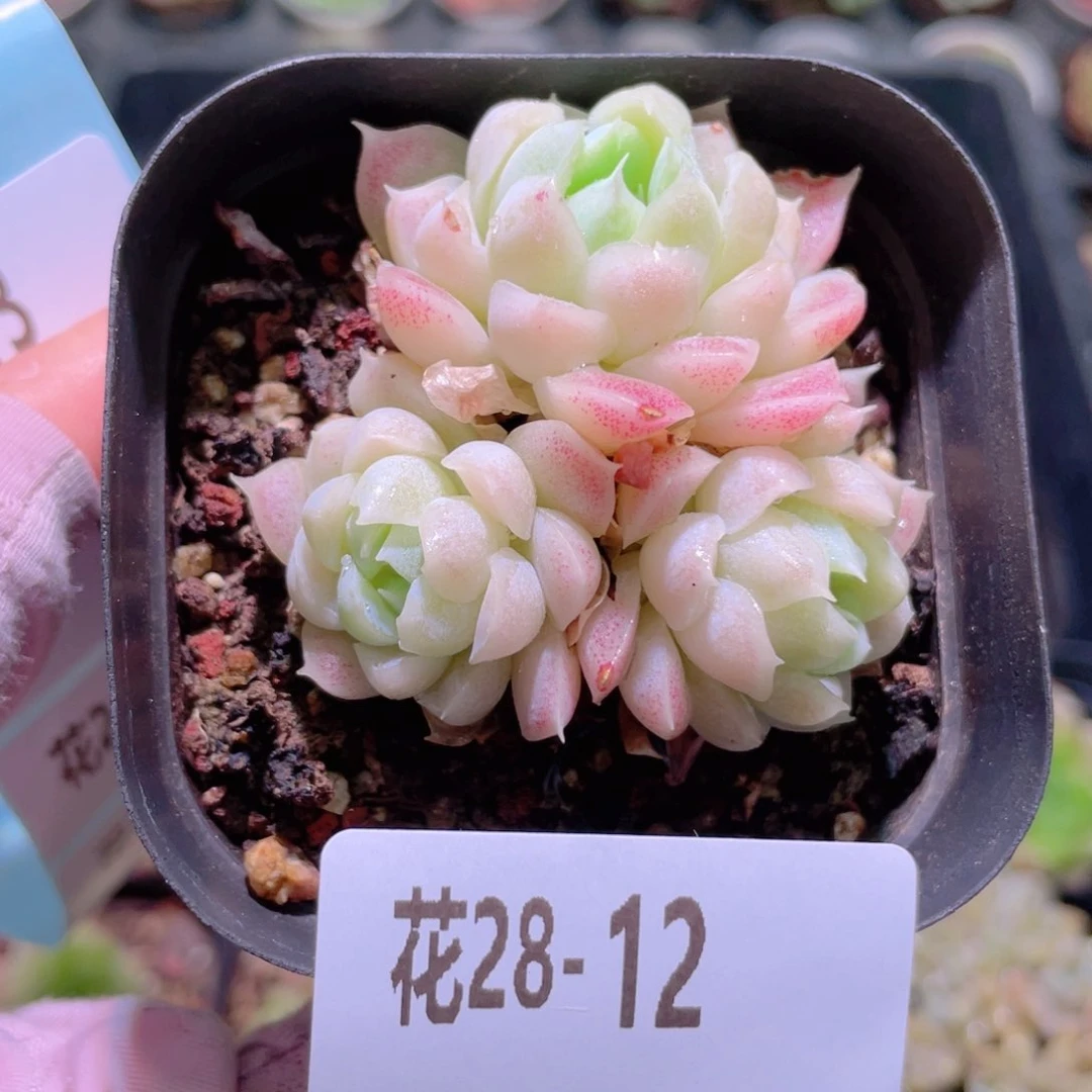 花利美28-12白月影