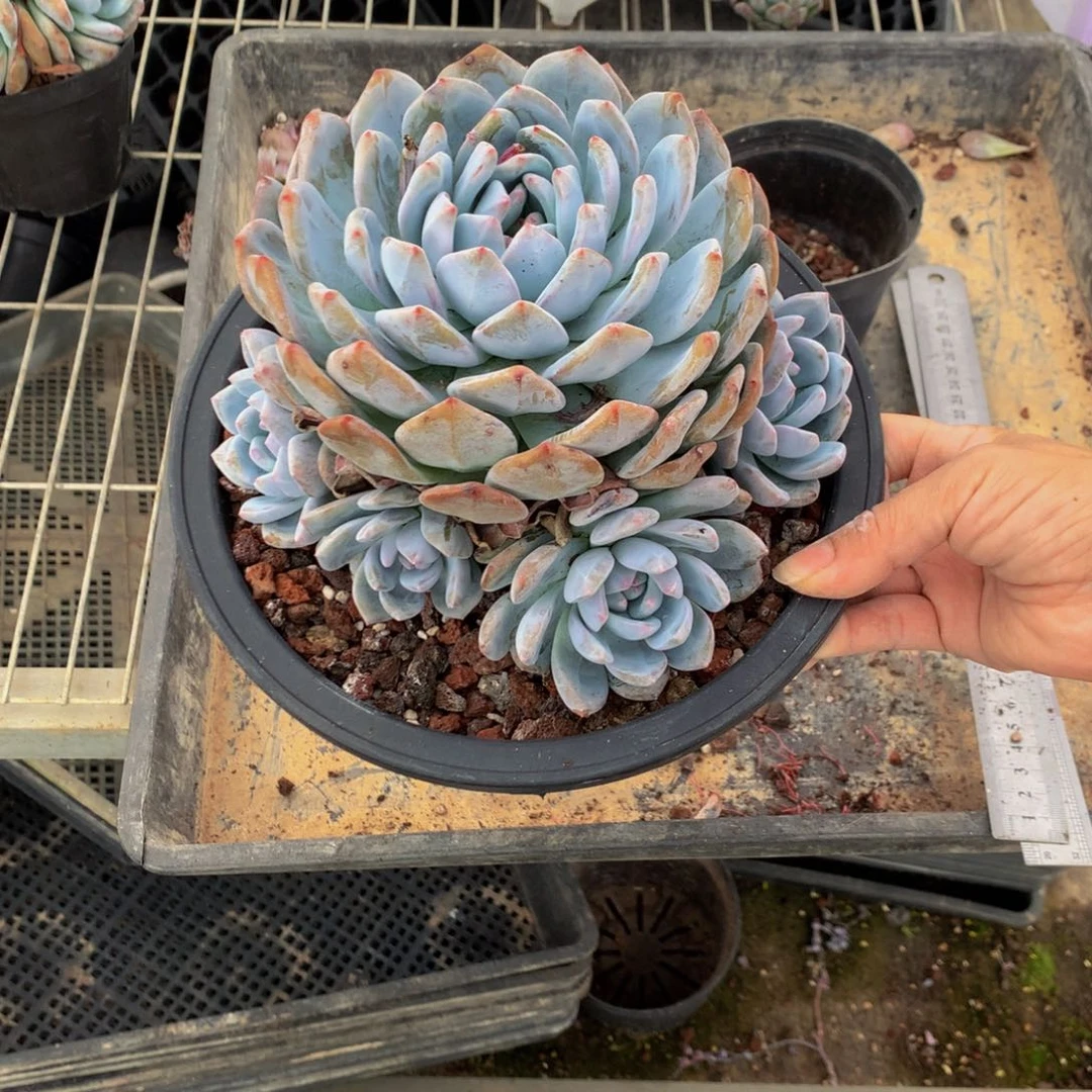 M***F10810多头一个嗯嗯嗯嗯嗯嗯好想