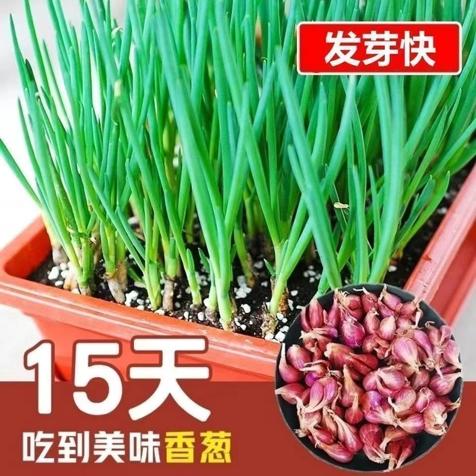 精选新鲜种子红葱头葱花种苗可种可食可熬油四季适用小香葱头