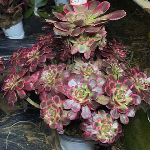 丽娜老桩捧花法师237号
