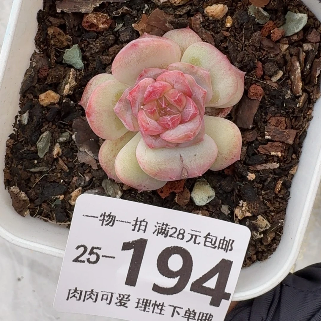 七仙女无盆土发货无