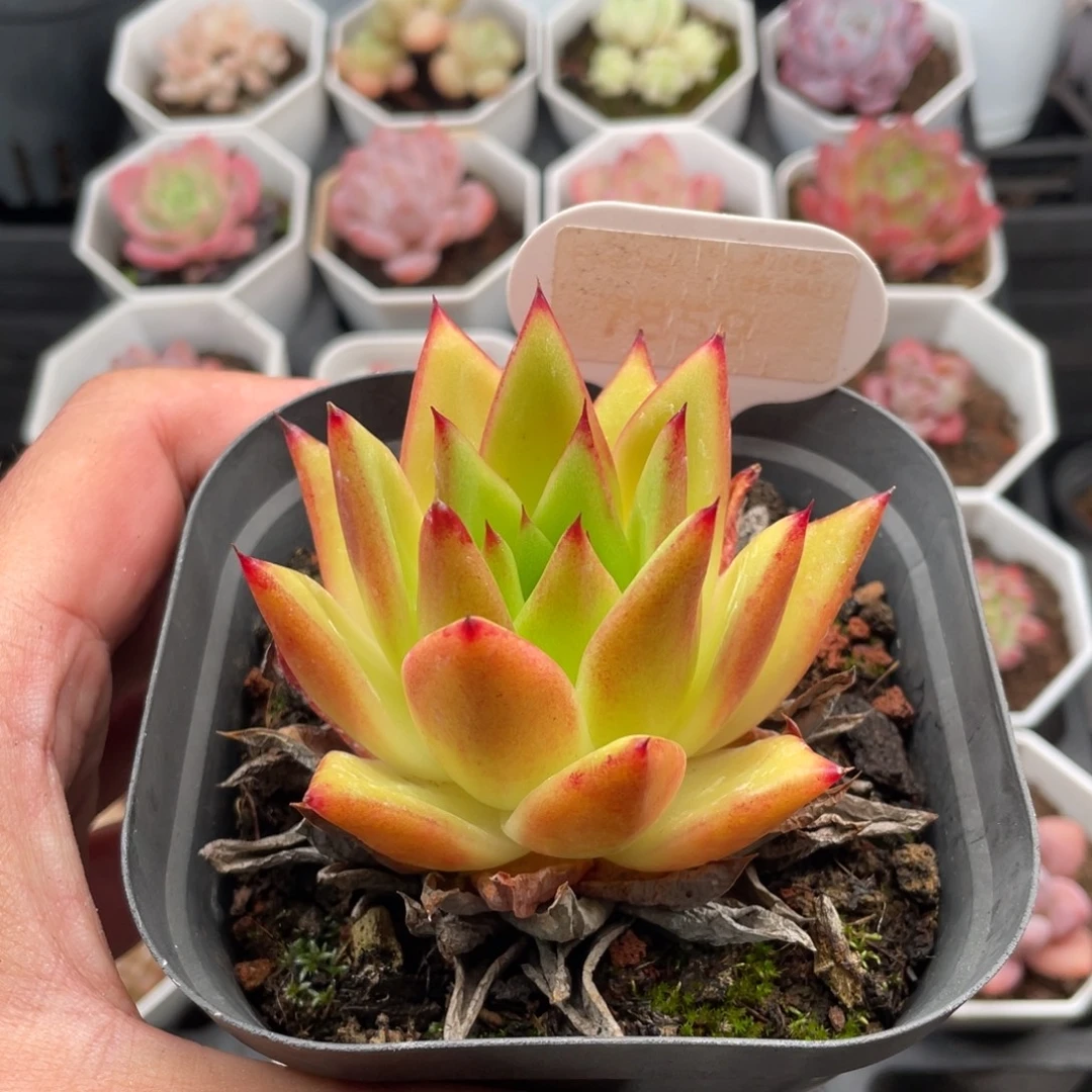 口红7859-8.0厘米