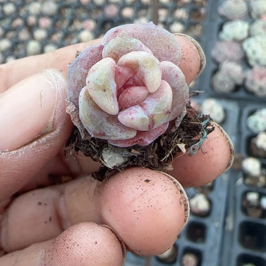 多肉小卡拉米糖心一物一拍