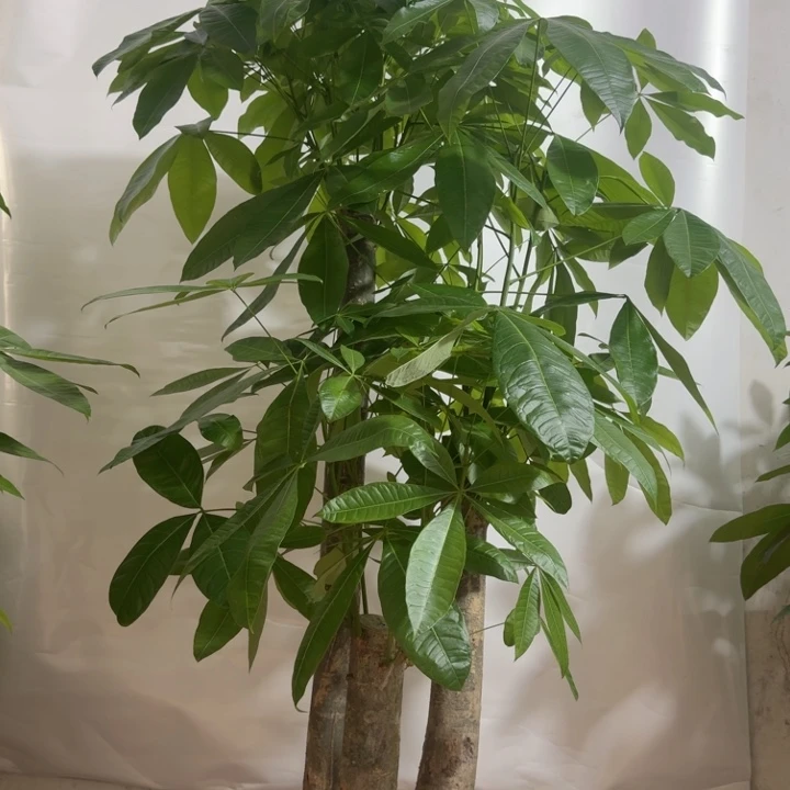 小***汐无花朵jxjjxhxhjxjxxjx