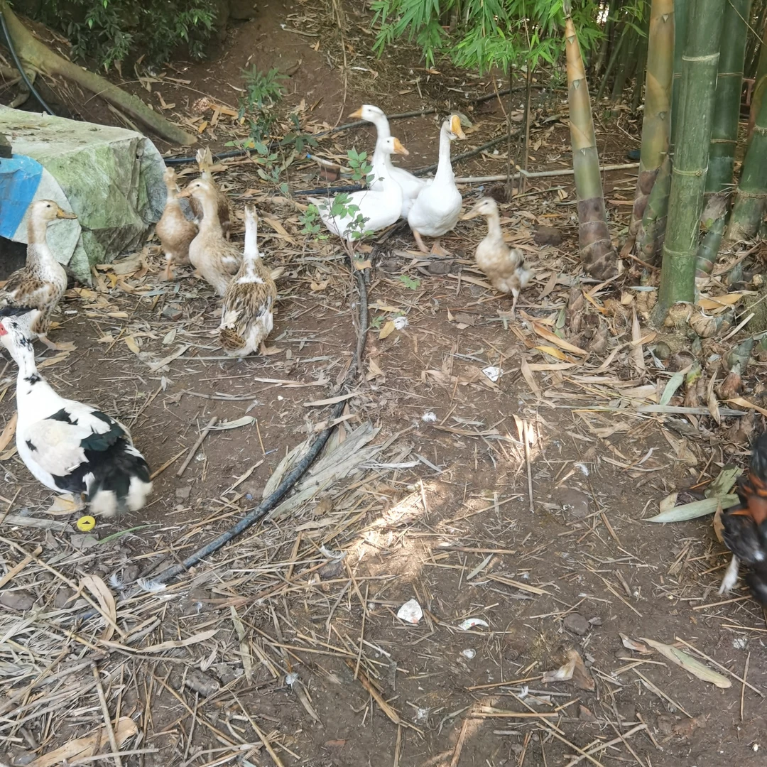 四川乐山农家土麻鸭