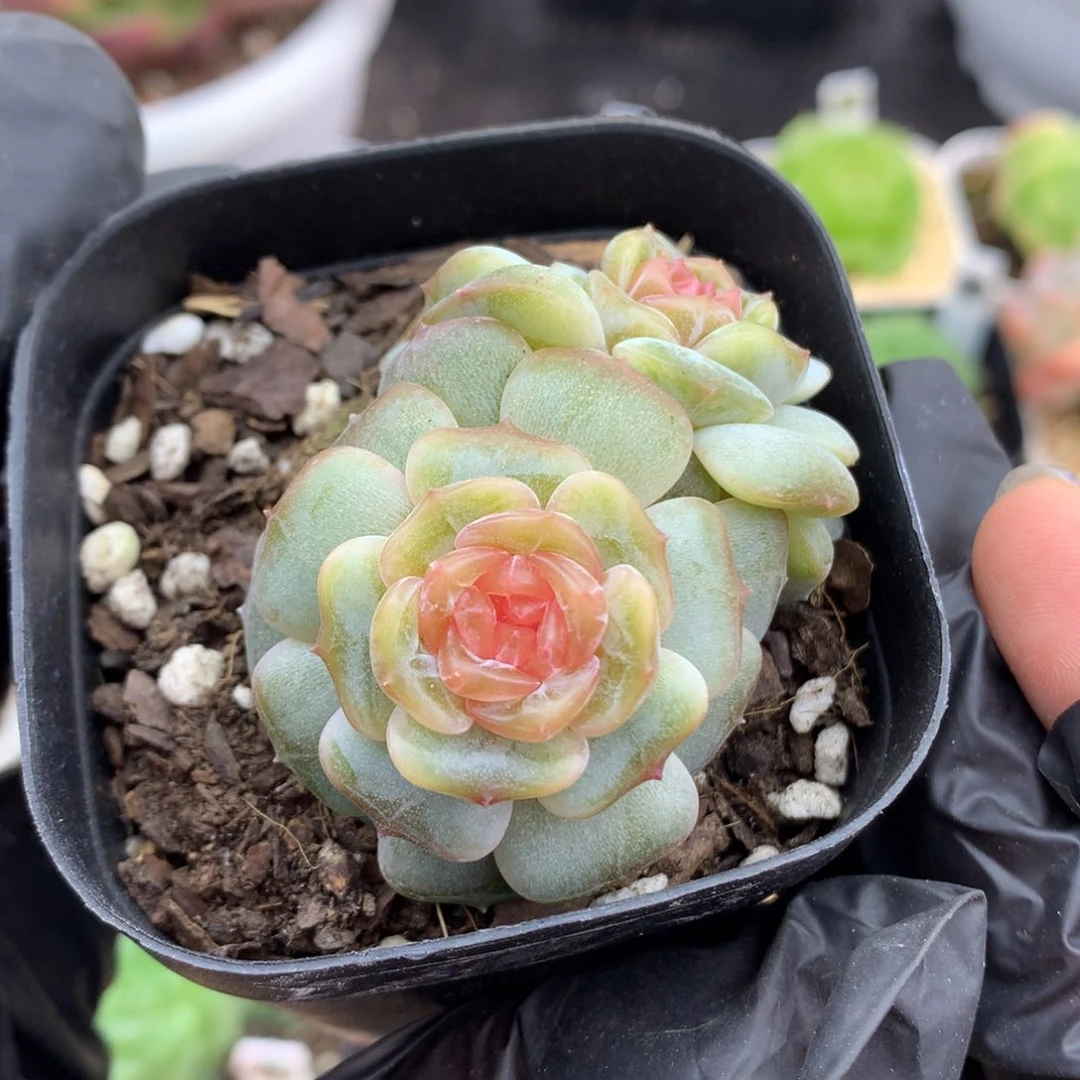 58包邮  群生不包整彩恋35