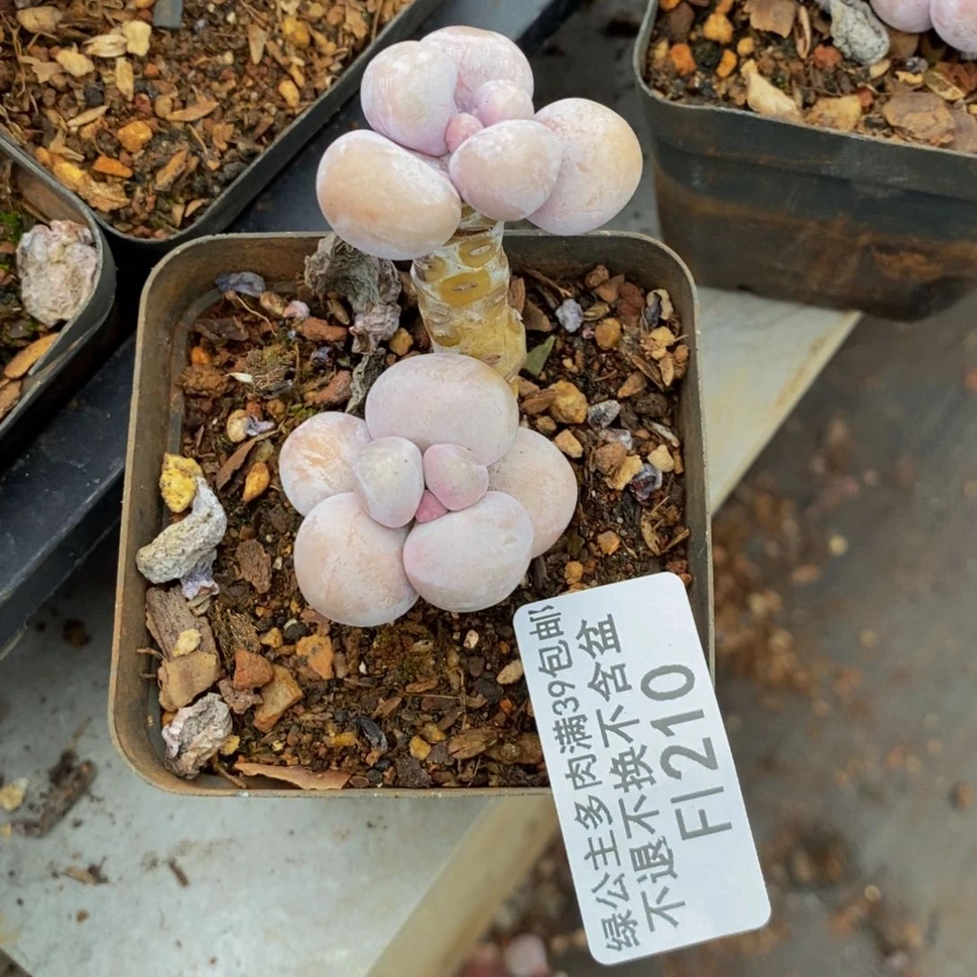 温*橙奶210/4cm多肉