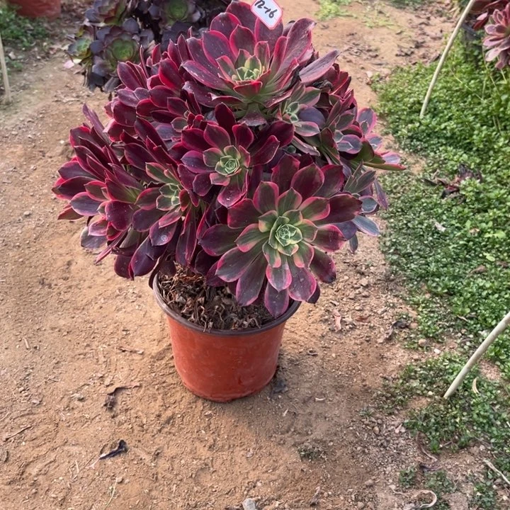 12-16金丝不包售后有断肢多肉