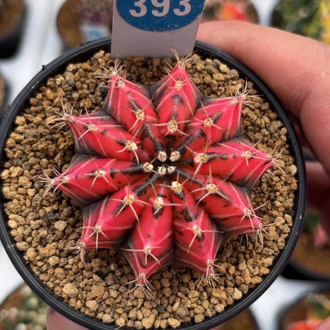 393实生米哈锦带盆带土