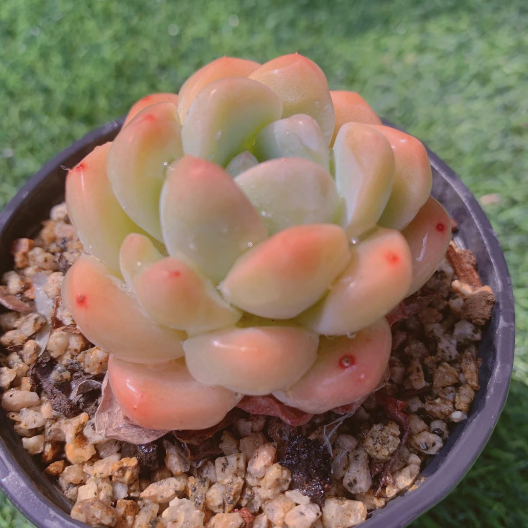 冰玉单头多肉精品多肉植物盆栽阳台花卉好养一单包邮