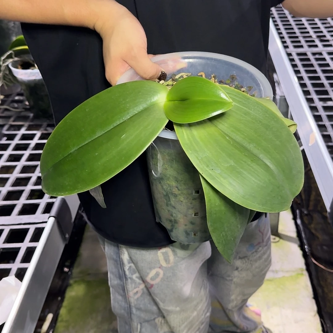 当前无花朵，栽培后可花朵彬*白象 8寸 苗株 瑕疵