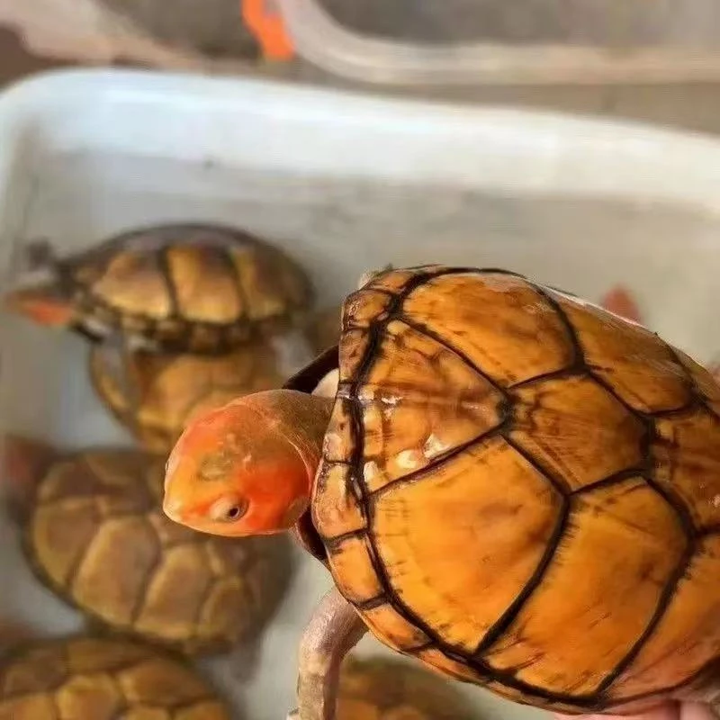 红面泥龟蛋龟水龟乌龟活体可作桌面宠物观赏龟