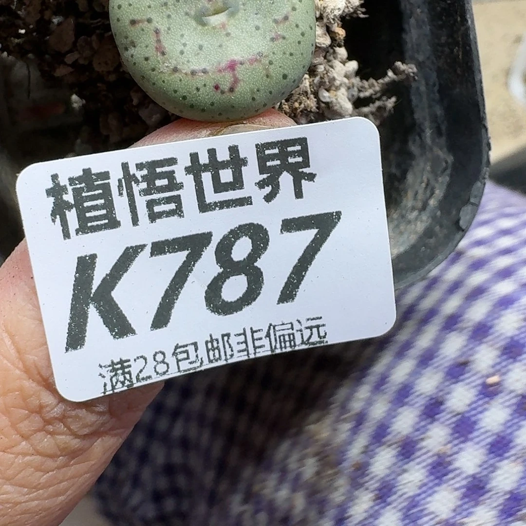 多肉植物的人生fhj