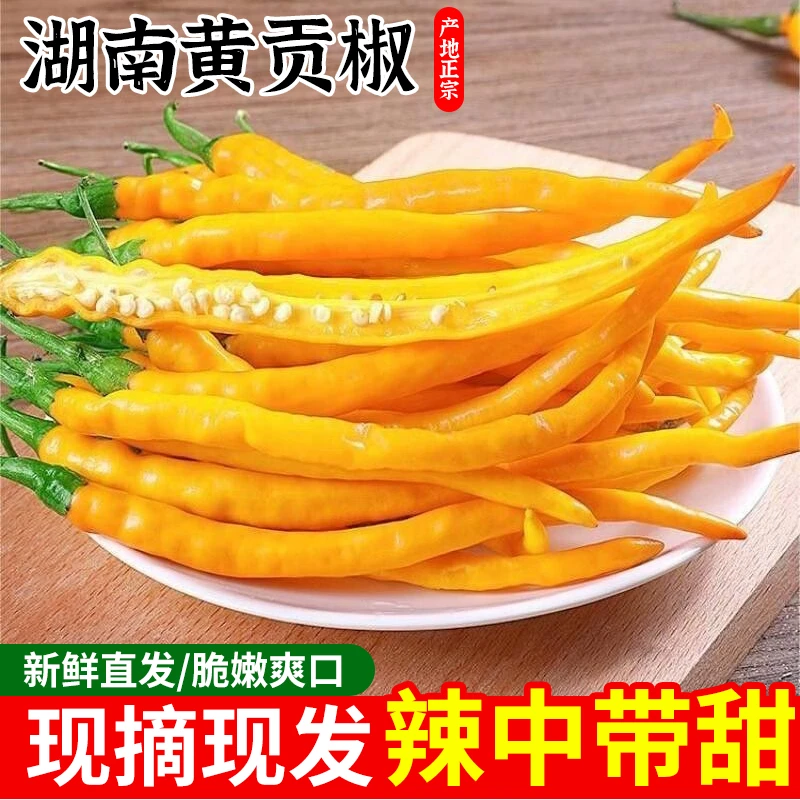 樟树港原种黄贡椒 原产地直供辣子 现摘现发 新鲜湖南特产黄辣椒