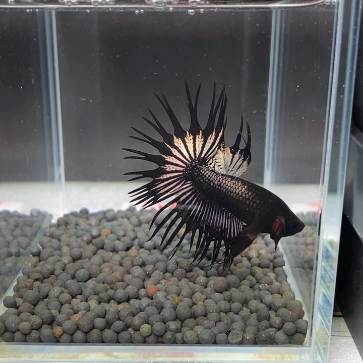 斗鱼泰国斗鱼148号