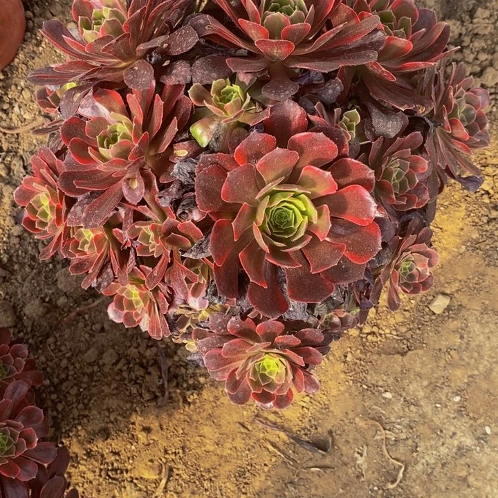 安娜法手捧花不周正