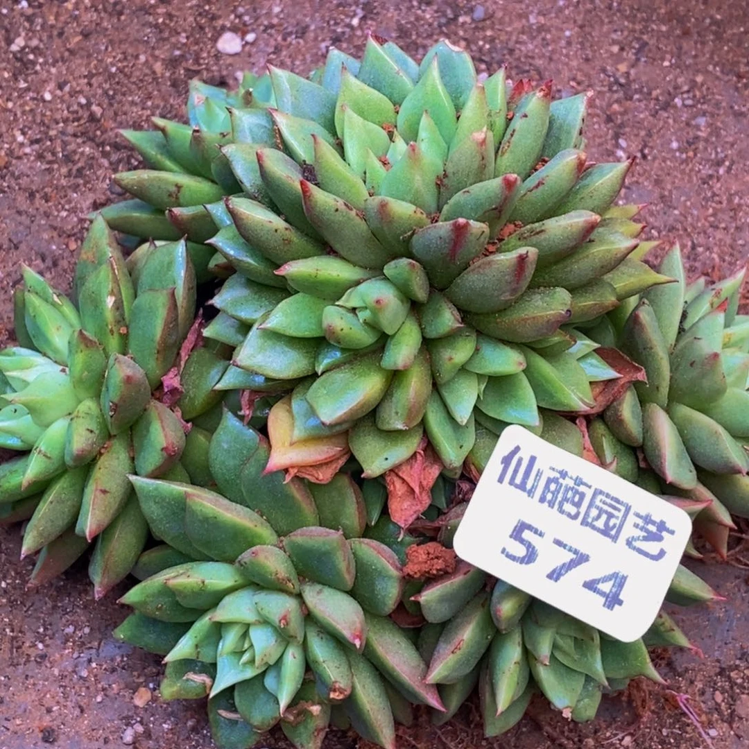 l****n574多肉植物保护研究所