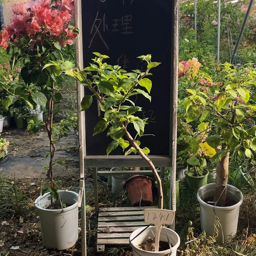 完全开放三角梅三角梅1241
