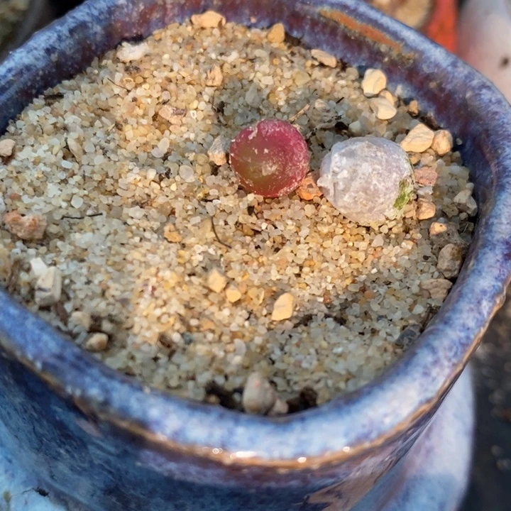 哈默灯泡一颗。