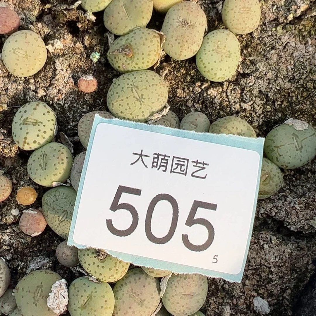 0000505量拍1452.65火龙果安贞3颗