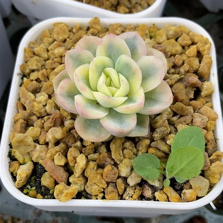 飘***零玥橙锦。锦龙一物一拍