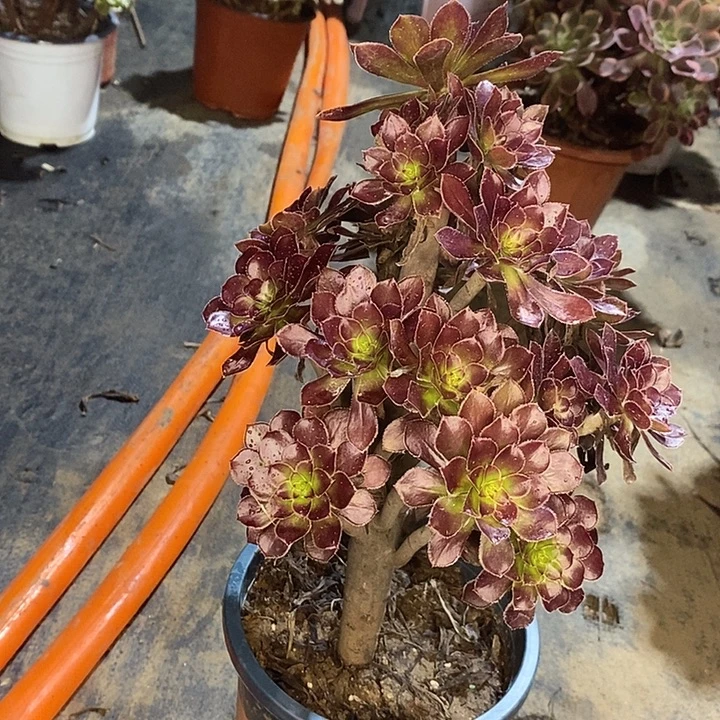 黑法多肉植物010
