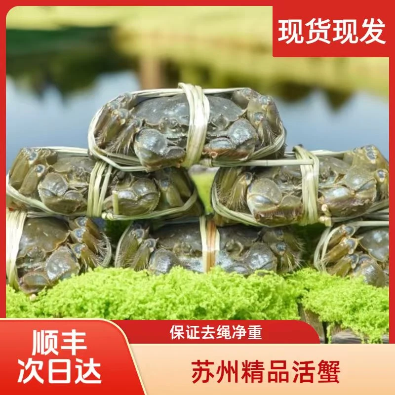 世上湖山【活蟹】江苏河蟹 1.4-1.7两 8只装全公（顺丰冷链次日达）