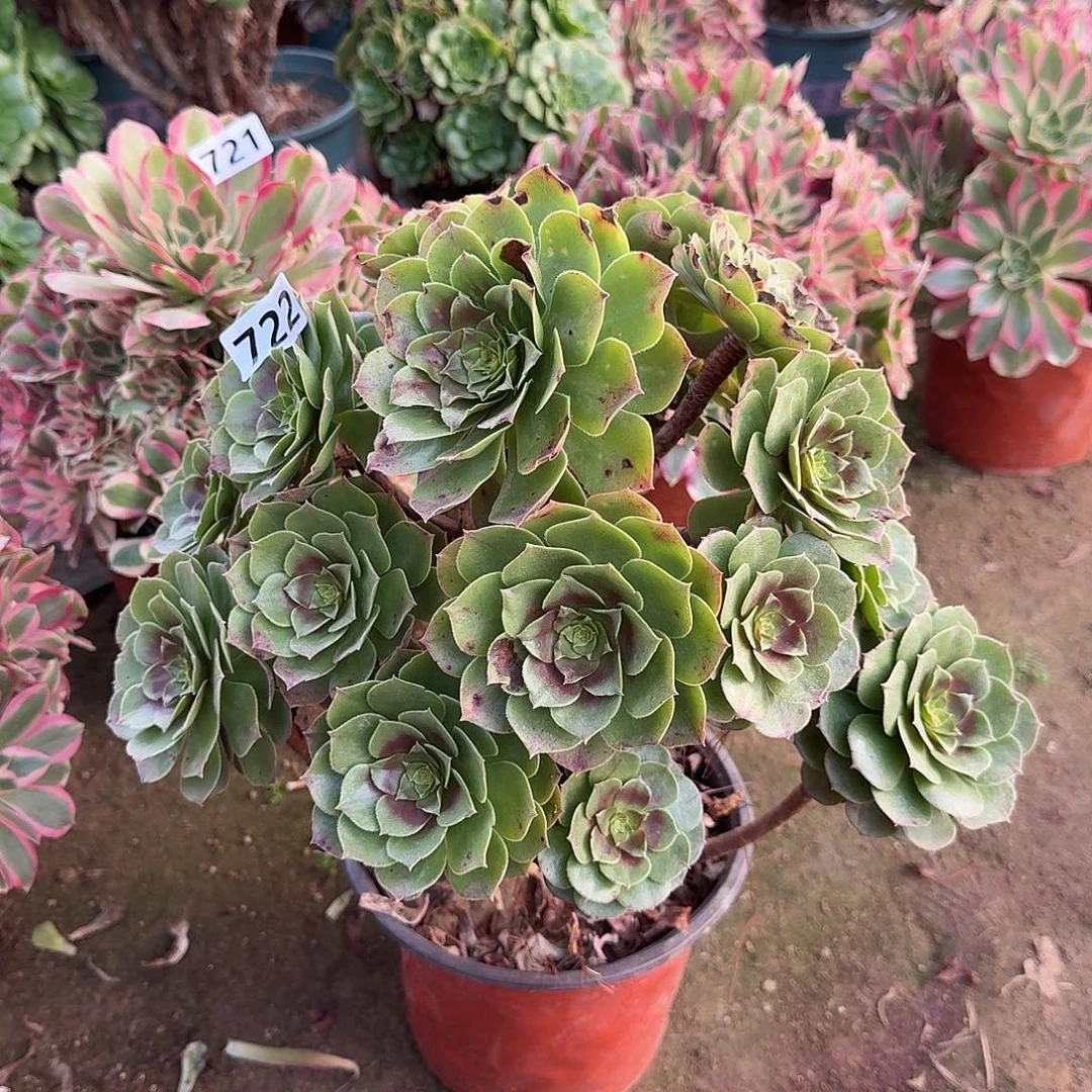 叶子有伤不包损722号