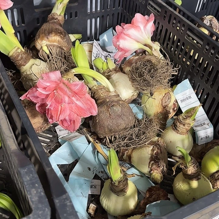 双重闪耀花后球不包售后