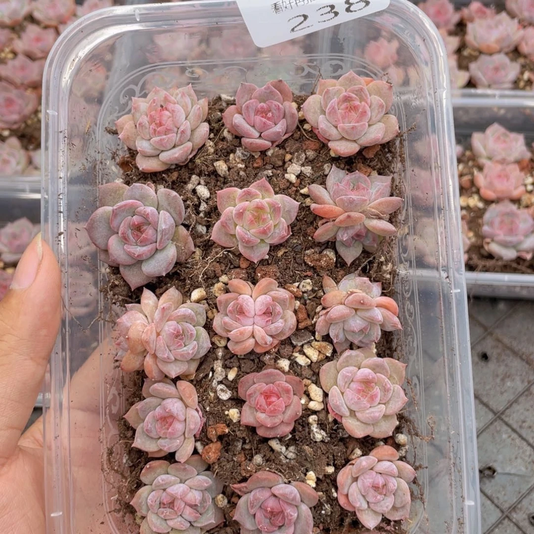 云糖心多肉植物238