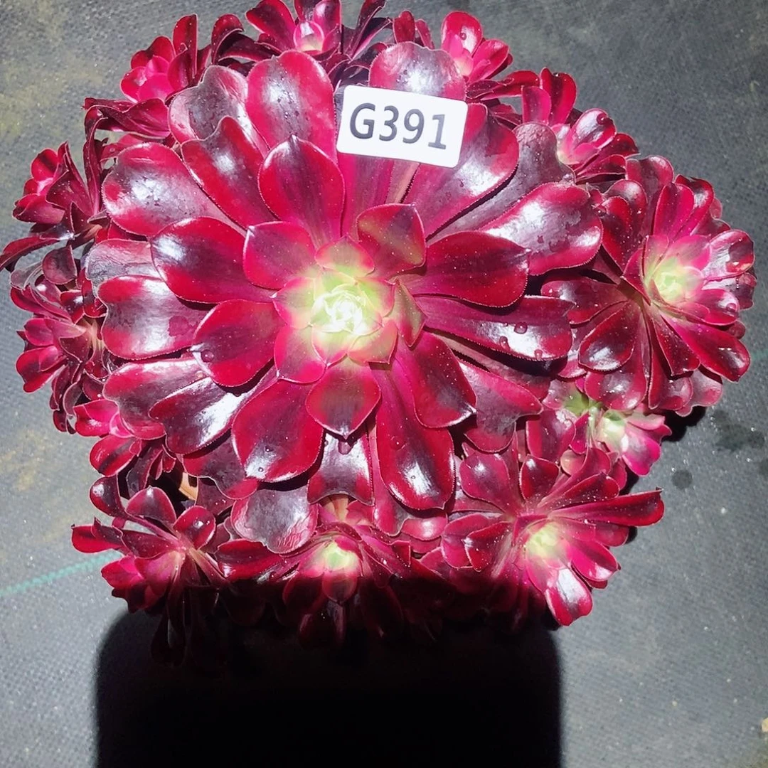 红陶391美杜莎4 多肉