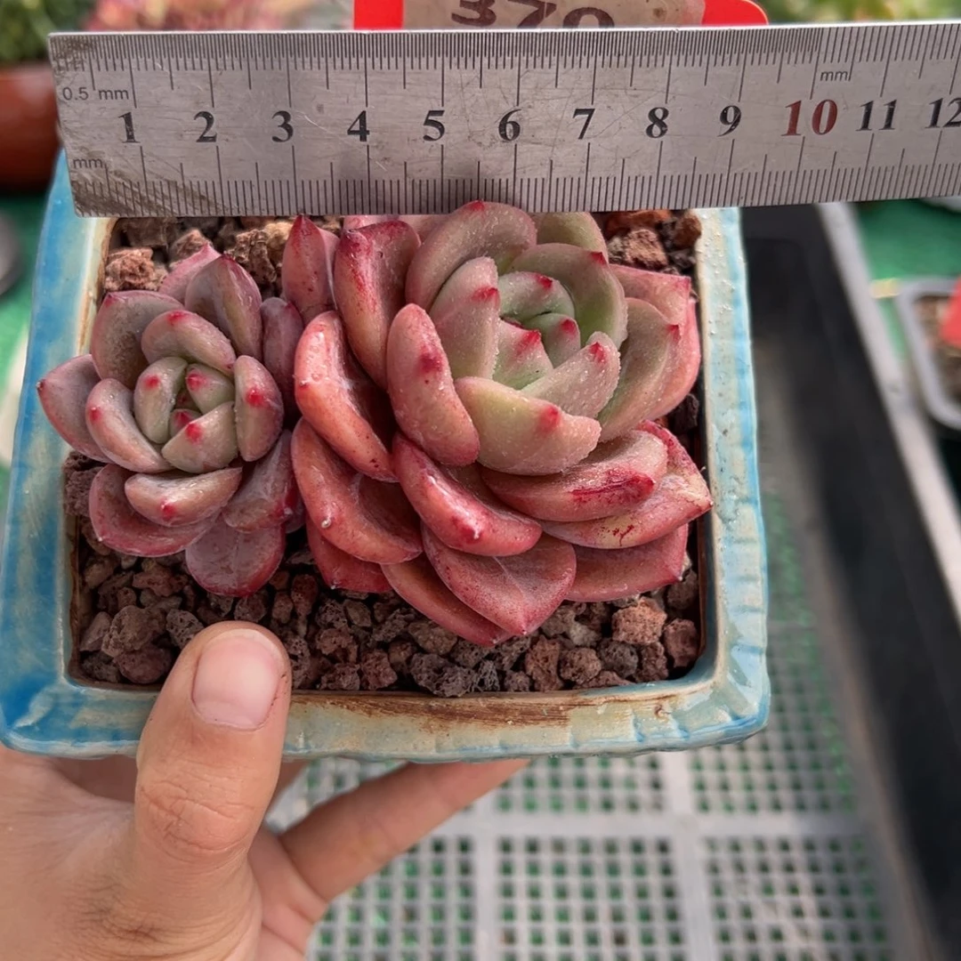 表妹精品多肉植物370.