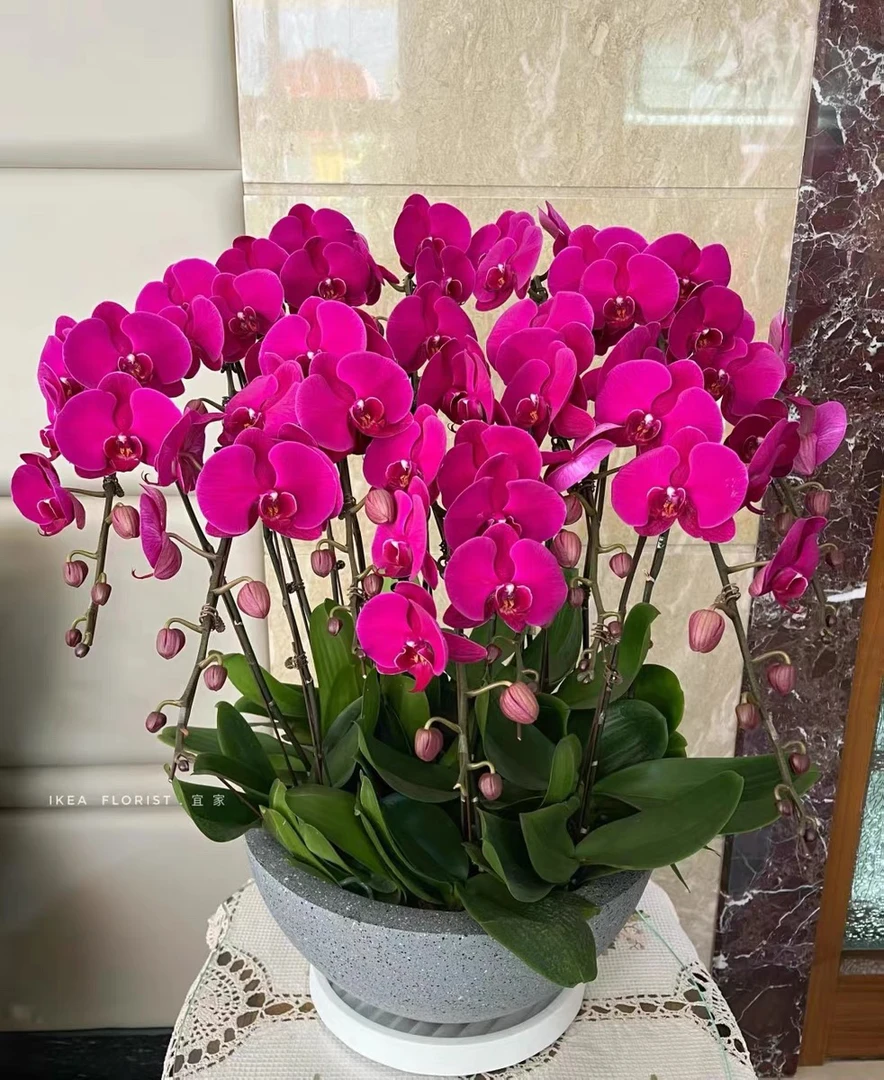 蝴蝶兰大花【大辣椒】特大号盆栽兰花大苗客厅室内四季好养活大盆
