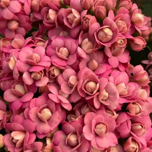 【豆沙皇后】长寿花 130大盆