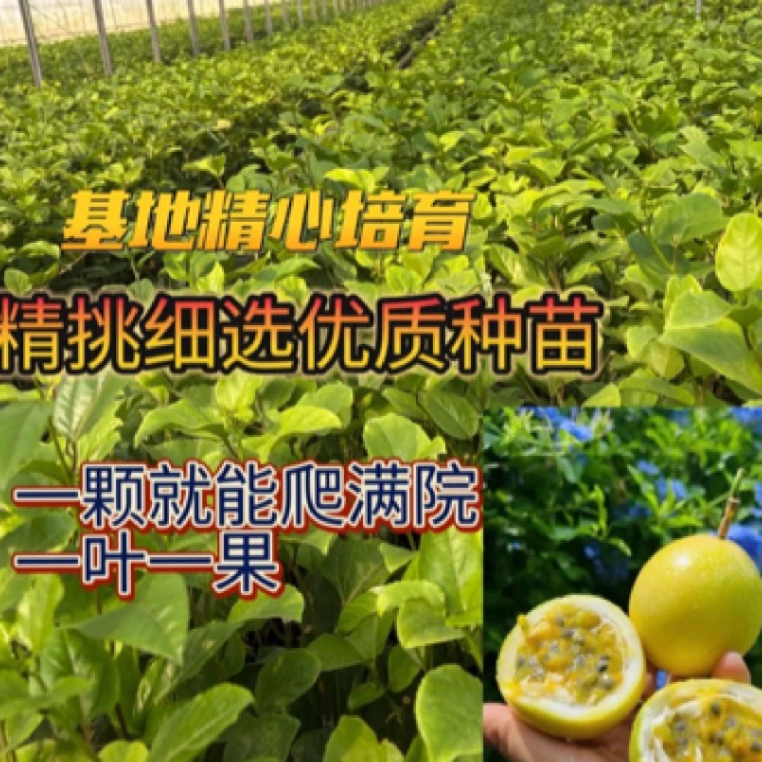 新品种纯甜九号黄金百香果嫁接苗爬藤四季结果阳台黄金百香果树苗