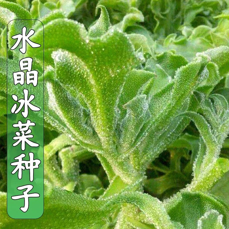 四季种植正宗水晶冰菜种子营养高钙非洲冰草自带冰晶四季蔬菜种子