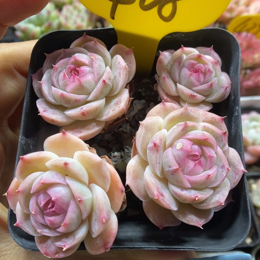 白芷珍妮群生408号